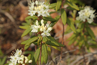 Labrador Tea