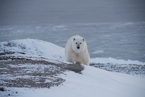 Polar bear