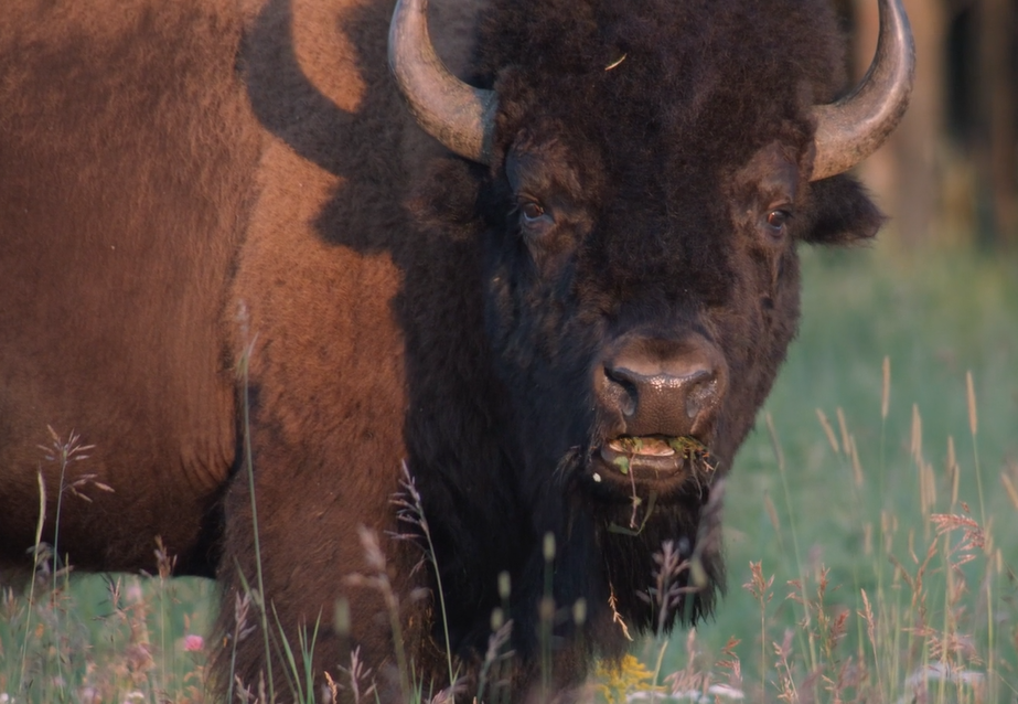 A bull Buffalo is seen grazing on a grassland.