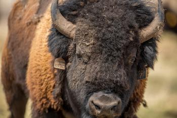 bison