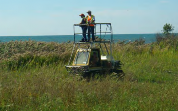 phragmites