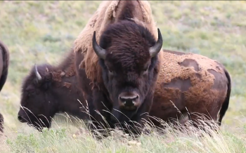 A massive bison is seen in all its glory on a grassy field in Alberta. It stares towards the camera.