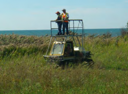 phragmites