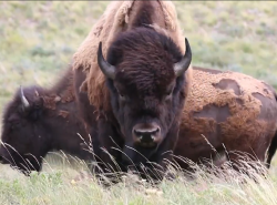 A massive bison is seen in all its glory on a grassy field in Alberta. It stares towards the camera.