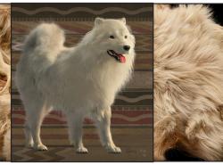 Two photos: In the background is the woolly dog Mutton's actual pelt. In the foreground is a reconstruction of a woolly dog, which looks very similar to a white fox crossed with a Samoyed.