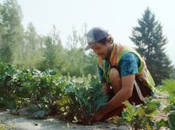 A man is knelt before a row of plants.